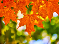 Colorful leaves appear during the autumn season in Markham, Ontario, Canada, on October 20, 2024. (