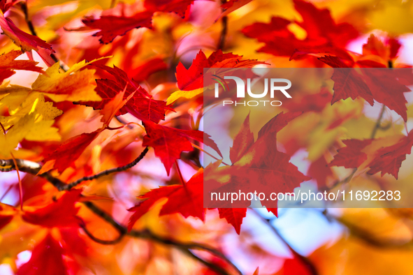 Colorful leaves appear during the autumn season in Markham, Ontario, Canada, on October 20, 2024. 