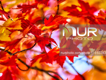 Colorful leaves appear during the autumn season in Markham, Ontario, Canada, on October 20, 2024. (