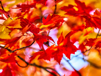 Colorful leaves appear during the autumn season in Markham, Ontario, Canada, on October 20, 2024. (