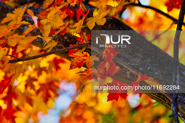 Colorful leaves appear during the autumn season in Markham, Ontario, Canada, on October 20, 2024. 