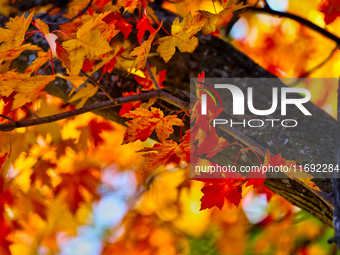 Colorful leaves appear during the autumn season in Markham, Ontario, Canada, on October 20, 2024. (