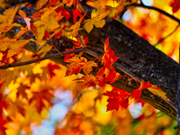 Colorful leaves appear during the autumn season in Markham, Ontario, Canada, on October 20, 2024. (