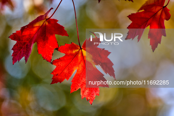 Colorful leaves appear during the autumn season in Markham, Ontario, Canada, on October 20, 2024. 