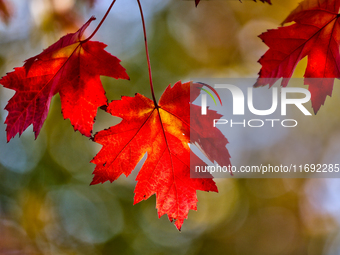 Colorful leaves appear during the autumn season in Markham, Ontario, Canada, on October 20, 2024. (