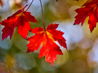 Colorful leaves appear during the autumn season in Markham, Ontario, Canada, on October 20, 2024. (