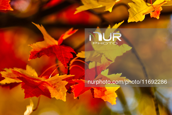 Colorful leaves appear during the autumn season in Markham, Ontario, Canada, on October 20, 2024. 