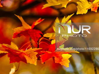 Colorful leaves appear during the autumn season in Markham, Ontario, Canada, on October 20, 2024. (