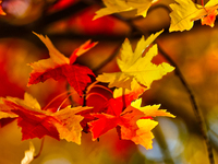 Colorful leaves appear during the autumn season in Markham, Ontario, Canada, on October 20, 2024. (