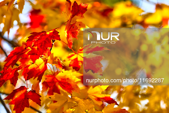 Colorful leaves appear during the autumn season in Markham, Ontario, Canada, on October 20, 2024. 