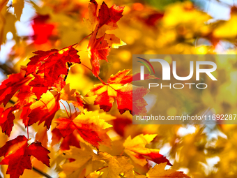 Colorful leaves appear during the autumn season in Markham, Ontario, Canada, on October 20, 2024. (