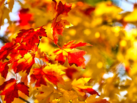 Colorful leaves appear during the autumn season in Markham, Ontario, Canada, on October 20, 2024. (