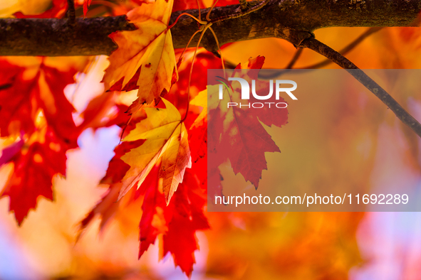 Colorful leaves appear during the autumn season in Markham, Ontario, Canada, on October 20, 2024. 