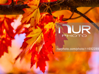 Colorful leaves appear during the autumn season in Markham, Ontario, Canada, on October 20, 2024. (