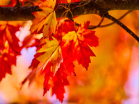 Colorful leaves appear during the autumn season in Markham, Ontario, Canada, on October 20, 2024. (