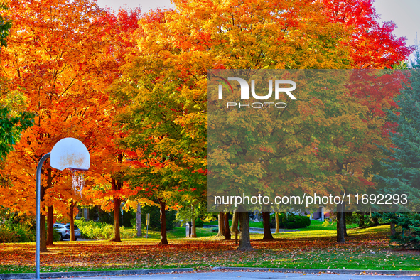 Colorful leaves appear during the autumn season in Markham, Ontario, Canada, on October 20, 2024. 