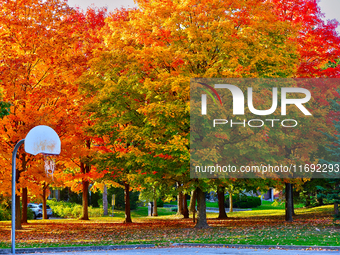 Colorful leaves appear during the autumn season in Markham, Ontario, Canada, on October 20, 2024. (