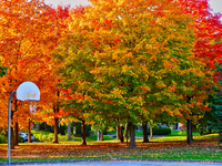 Colorful leaves appear during the autumn season in Markham, Ontario, Canada, on October 20, 2024. (