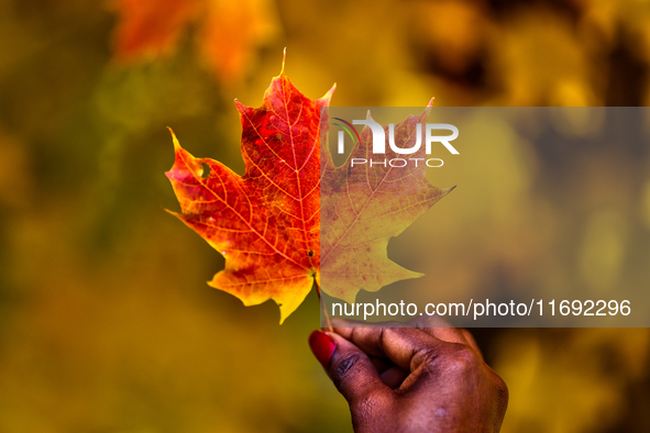 A woman holds a colorful maple leaf during the autumn season in Markham, Ontario, Canada, on October 20, 2024. 