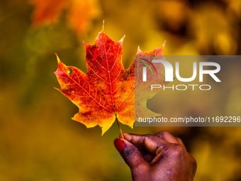 A woman holds a colorful maple leaf during the autumn season in Markham, Ontario, Canada, on October 20, 2024. (