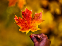 A woman holds a colorful maple leaf during the autumn season in Markham, Ontario, Canada, on October 20, 2024. (