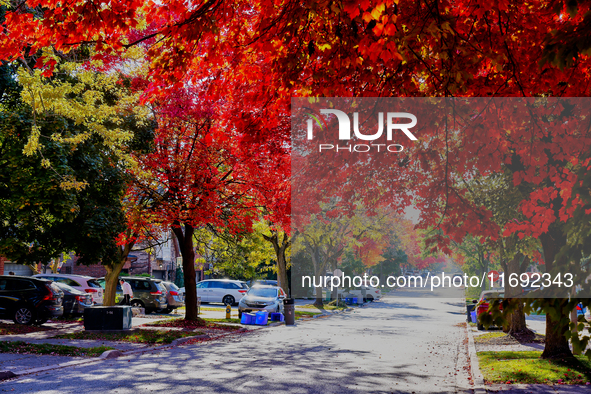 Colorful leaves appear during the autumn season in Toronto, Ontario, Canada, on October 18, 2024. 