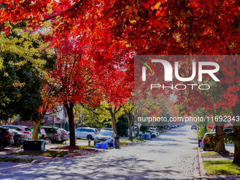 Colorful leaves appear during the autumn season in Toronto, Ontario, Canada, on October 18, 2024. (