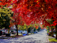 Colorful leaves appear during the autumn season in Toronto, Ontario, Canada, on October 18, 2024. (