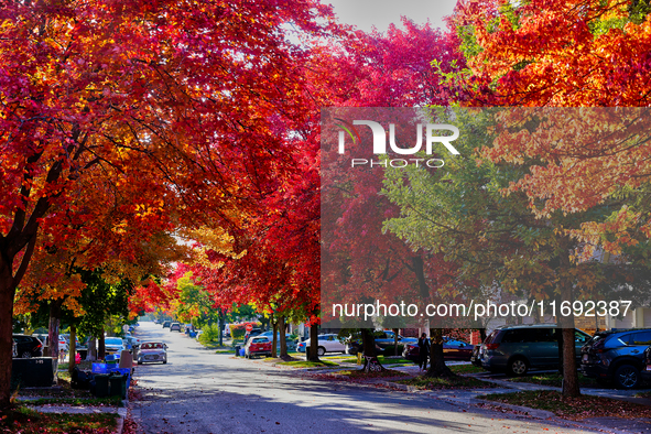 Colorful leaves appear during the autumn season in Toronto, Ontario, Canada, on October 18, 2024. 