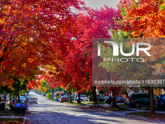 Colorful leaves appear during the autumn season in Toronto, Ontario, Canada, on October 18, 2024. (