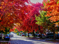 Colorful leaves appear during the autumn season in Toronto, Ontario, Canada, on October 18, 2024. (