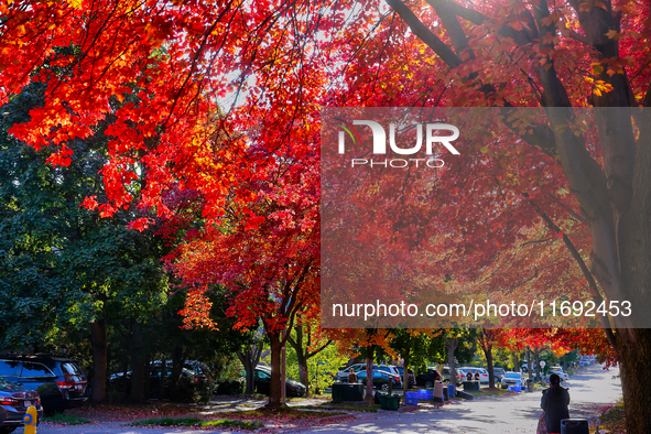 Colorful leaves appear during the autumn season in Toronto, Ontario, Canada, on October 18, 2024. 