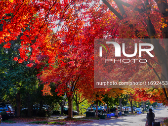 Colorful leaves appear during the autumn season in Toronto, Ontario, Canada, on October 18, 2024. (