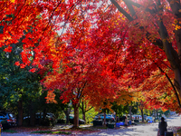 Colorful leaves appear during the autumn season in Toronto, Ontario, Canada, on October 18, 2024. (