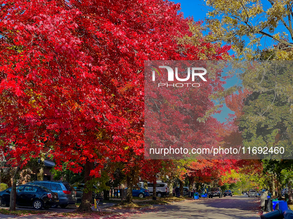 Colorful leaves appear during the autumn season in Toronto, Ontario, Canada, on October 18, 2024. 