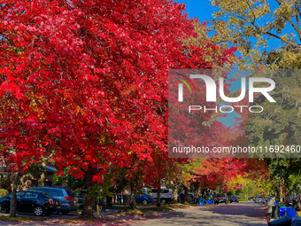 Colorful leaves appear during the autumn season in Toronto, Ontario, Canada, on October 18, 2024. (