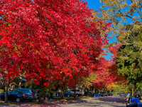 Colorful leaves appear during the autumn season in Toronto, Ontario, Canada, on October 18, 2024. (