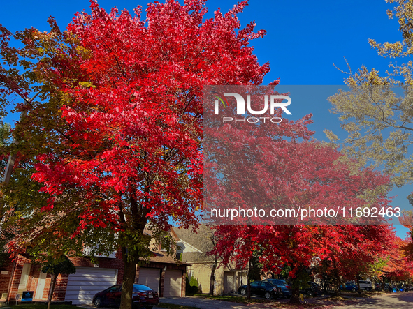 Colorful leaves appear during the autumn season in Toronto, Ontario, Canada, on October 18, 2024. 