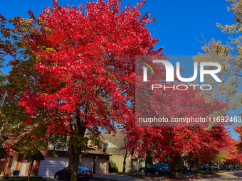 Colorful leaves appear during the autumn season in Toronto, Ontario, Canada, on October 18, 2024. (