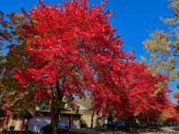 Colorful leaves appear during the autumn season in Toronto, Ontario, Canada, on October 18, 2024. (