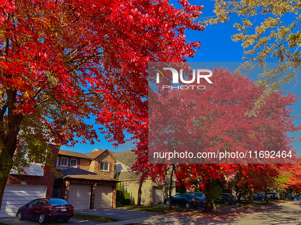 Colorful leaves appear during the autumn season in Toronto, Ontario, Canada, on October 18, 2024. 