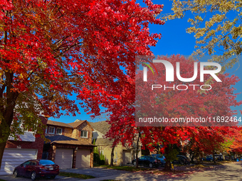 Colorful leaves appear during the autumn season in Toronto, Ontario, Canada, on October 18, 2024. (