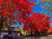 Colorful leaves appear during the autumn season in Toronto, Ontario, Canada, on October 18, 2024. (