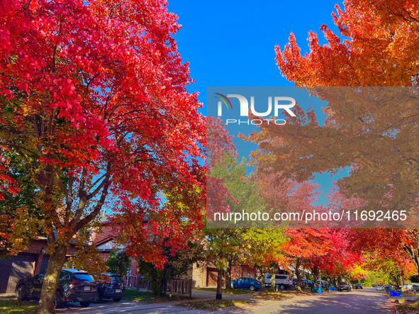 Colorful leaves appear during the autumn season in Toronto, Ontario, Canada, on October 18, 2024. 