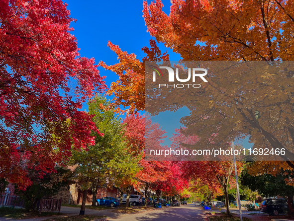 Colorful leaves appear during the autumn season in Toronto, Ontario, Canada, on October 18, 2024. 