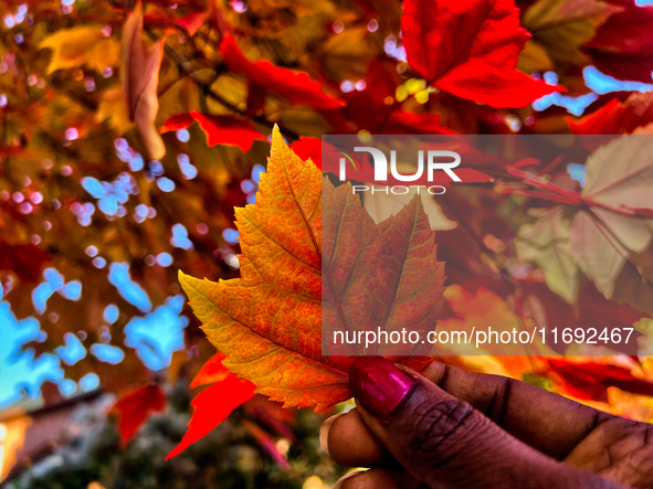 A woman holds a colorful leaf during the autumn season in Toronto, Ontario, Canada, on October 18, 2024. 