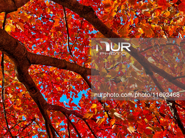 Colorful leaves appear during the autumn season in Toronto, Ontario, Canada, on October 18, 2024. 