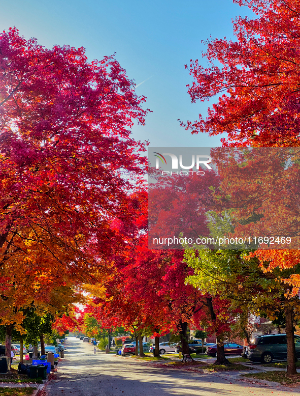 Colorful leaves appear during the autumn season in Toronto, Ontario, Canada, on October 18, 2024. 