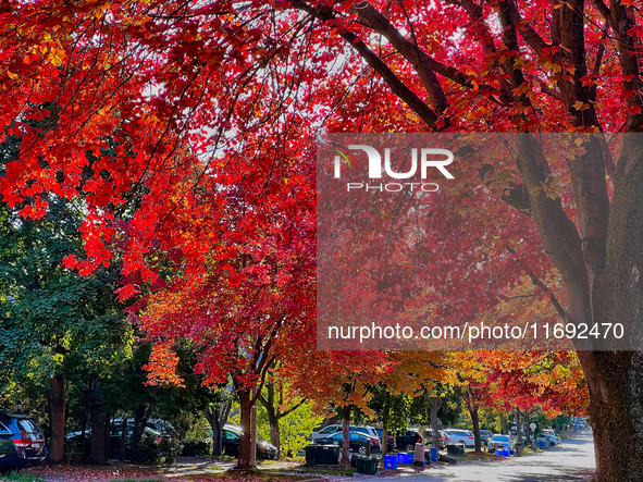 Colorful leaves appear during the autumn season in Toronto, Ontario, Canada, on October 18, 2024. 