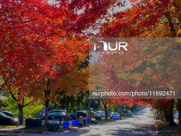 Colorful leaves appear during the autumn season in Toronto, Ontario, Canada, on October 18, 2024. 